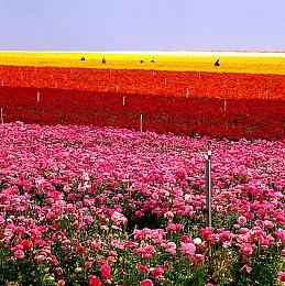 《幻兽帕鲁》帕鲁Univolt介绍影片 明年1月发售